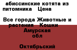 абиссинские котята из питомника › Цена ­ 15 000 - Все города Животные и растения » Кошки   . Амурская обл.,Октябрьский р-н